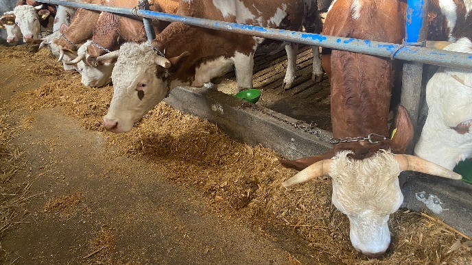 Stočarstvo pred kolapsom